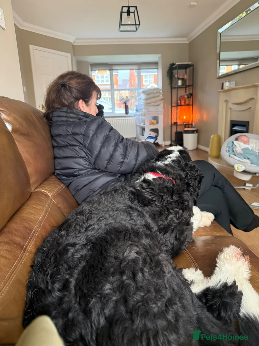 Bernedoodle dogs for sale: Ted - Sad Rehome - Advert 2