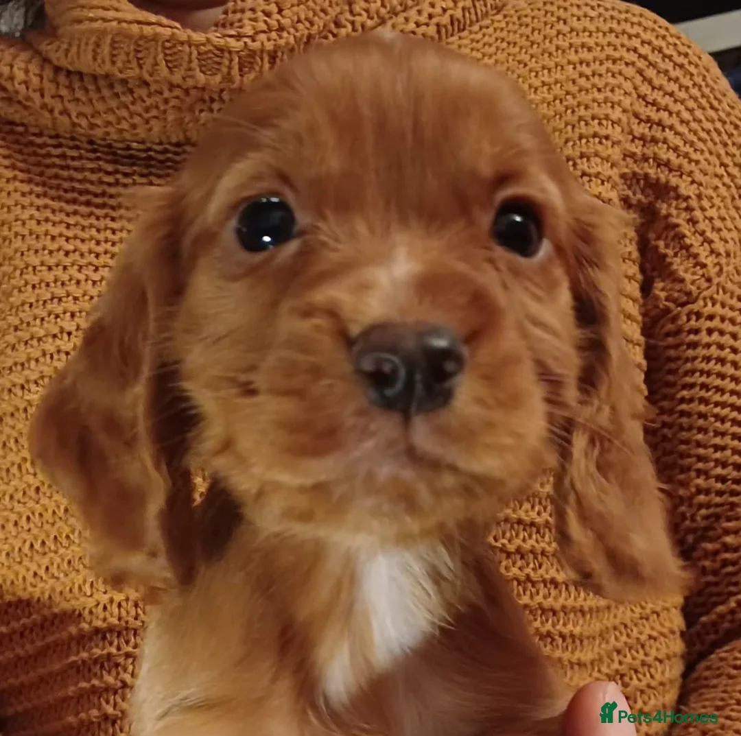 Cocker Spaniel dogs for sale: Quality Cocker pup in Mold - Advert 3