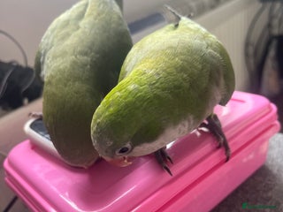 Parakeets birds - Advert 2