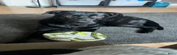 Sheprador dogs for sale: Oreo 3 years  in Nottingham - Advert 22