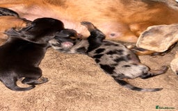 Miniature Dachshund dogs for sale: Miniature Dachshound puppies  - Image 3