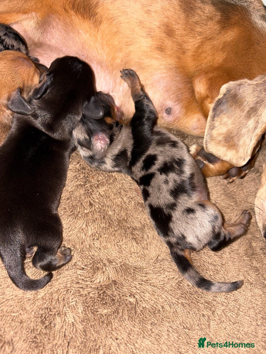 Miniature Dachshund dogs for sale: Miniature Dachshound puppies  - Image 3