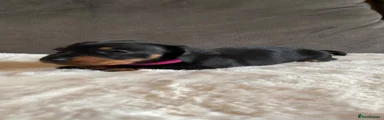 Miniature Dachshund 4