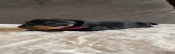 Miniature Dachshund dogs for sale: Stunning KC registered miniature dachshunds - Advert 5