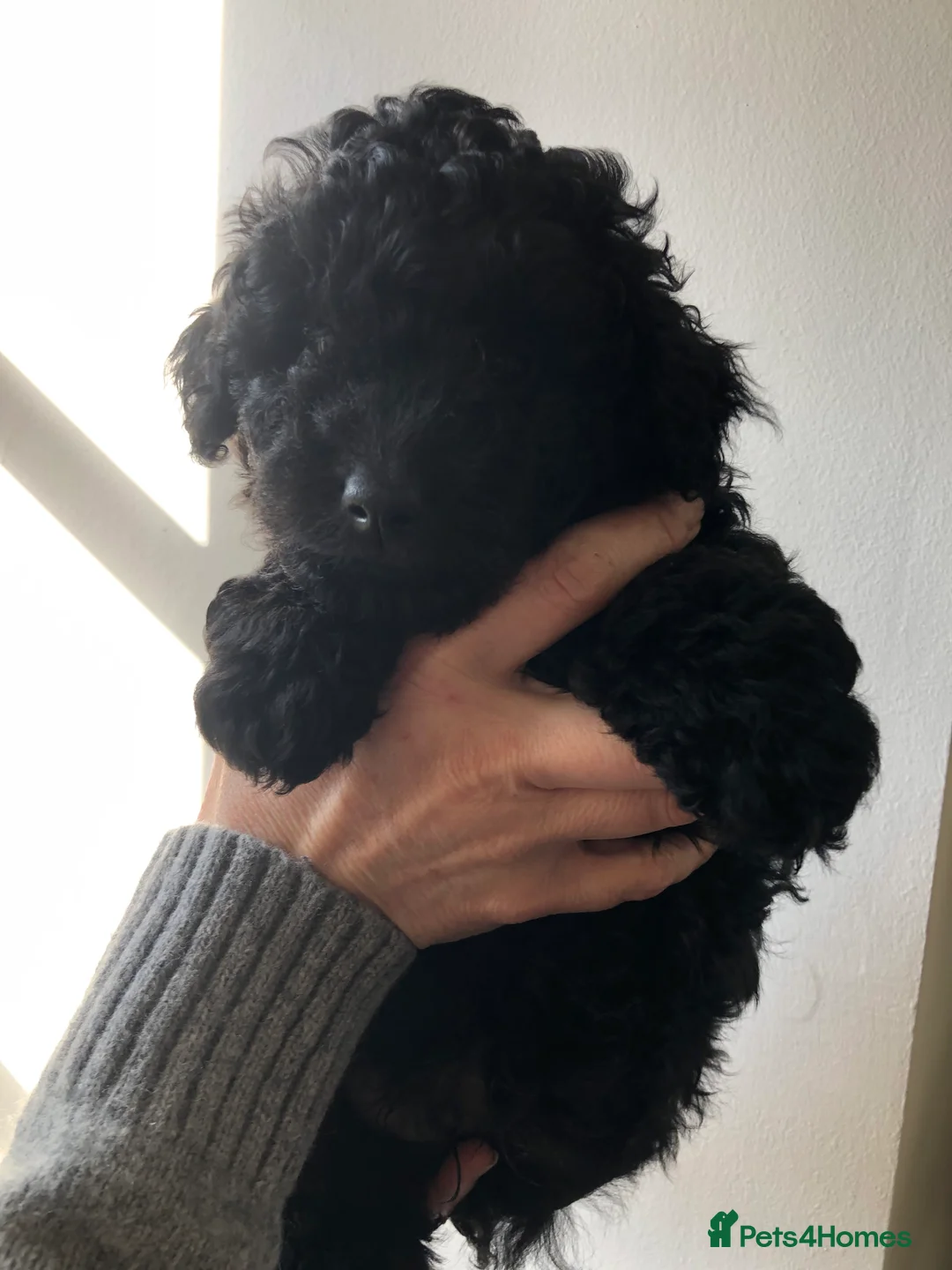 Jackapoo dogs for sale: F1b Miniature Poodle × Jackapoo (¾ Poodle) Puppies - Advert 6