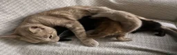 Mixed Breed cats for sale: Beautiful Kittens For Sale  - Advert 1