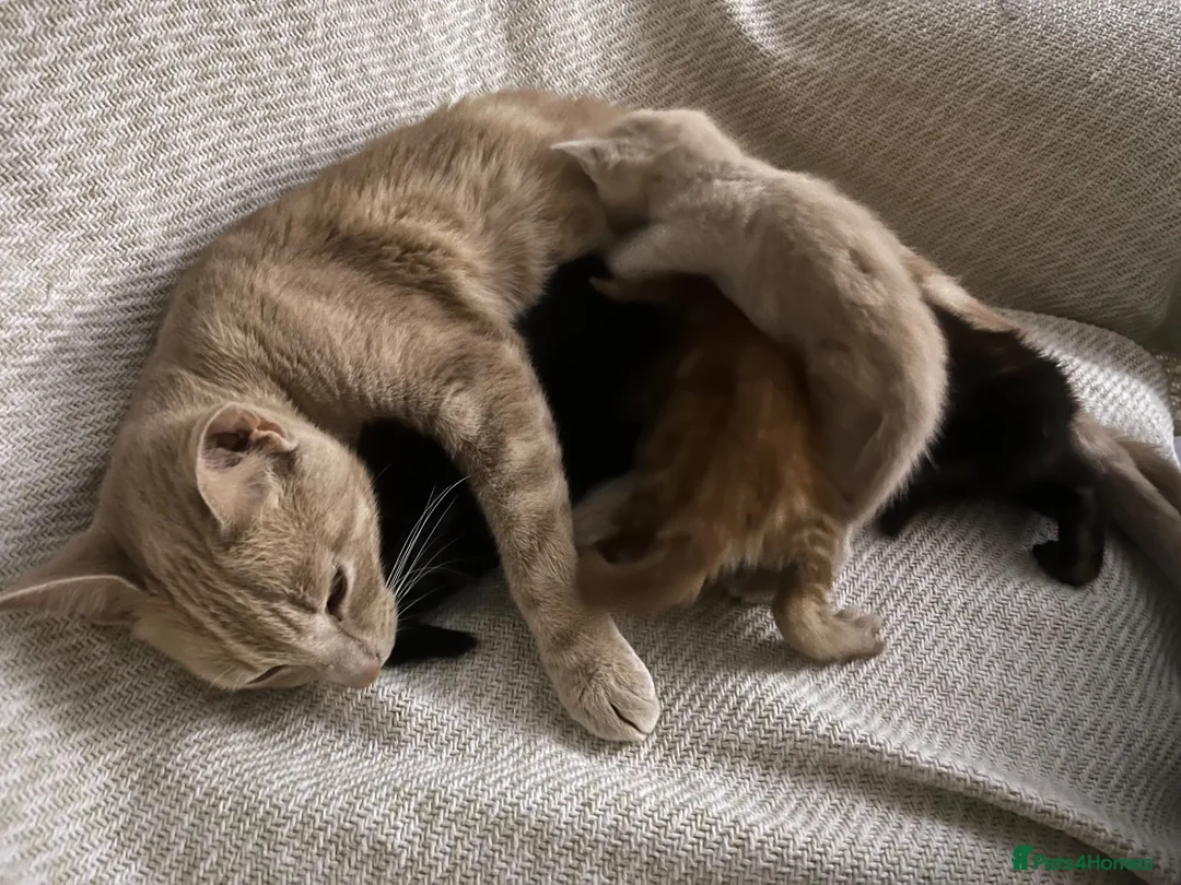 Mixed Breed cats for sale: Beautiful Kittens For Sale  - Advert 1
