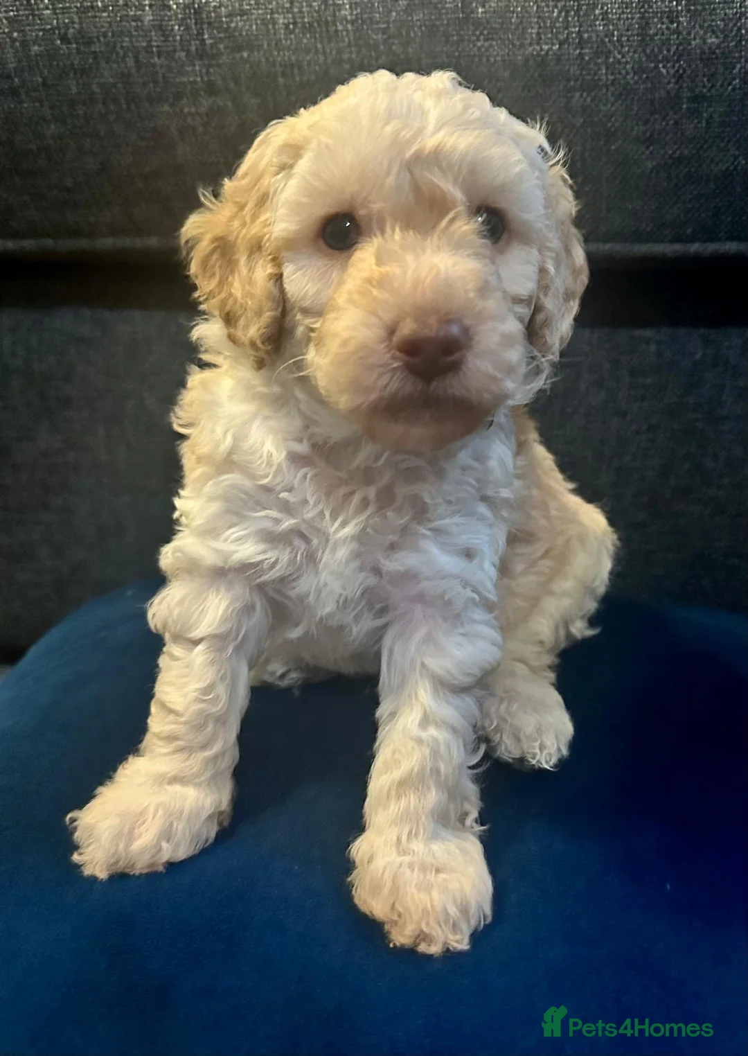 Miniature Poodle dogs for sale: Gorgeous pure bred miniature poodles - Advert 26