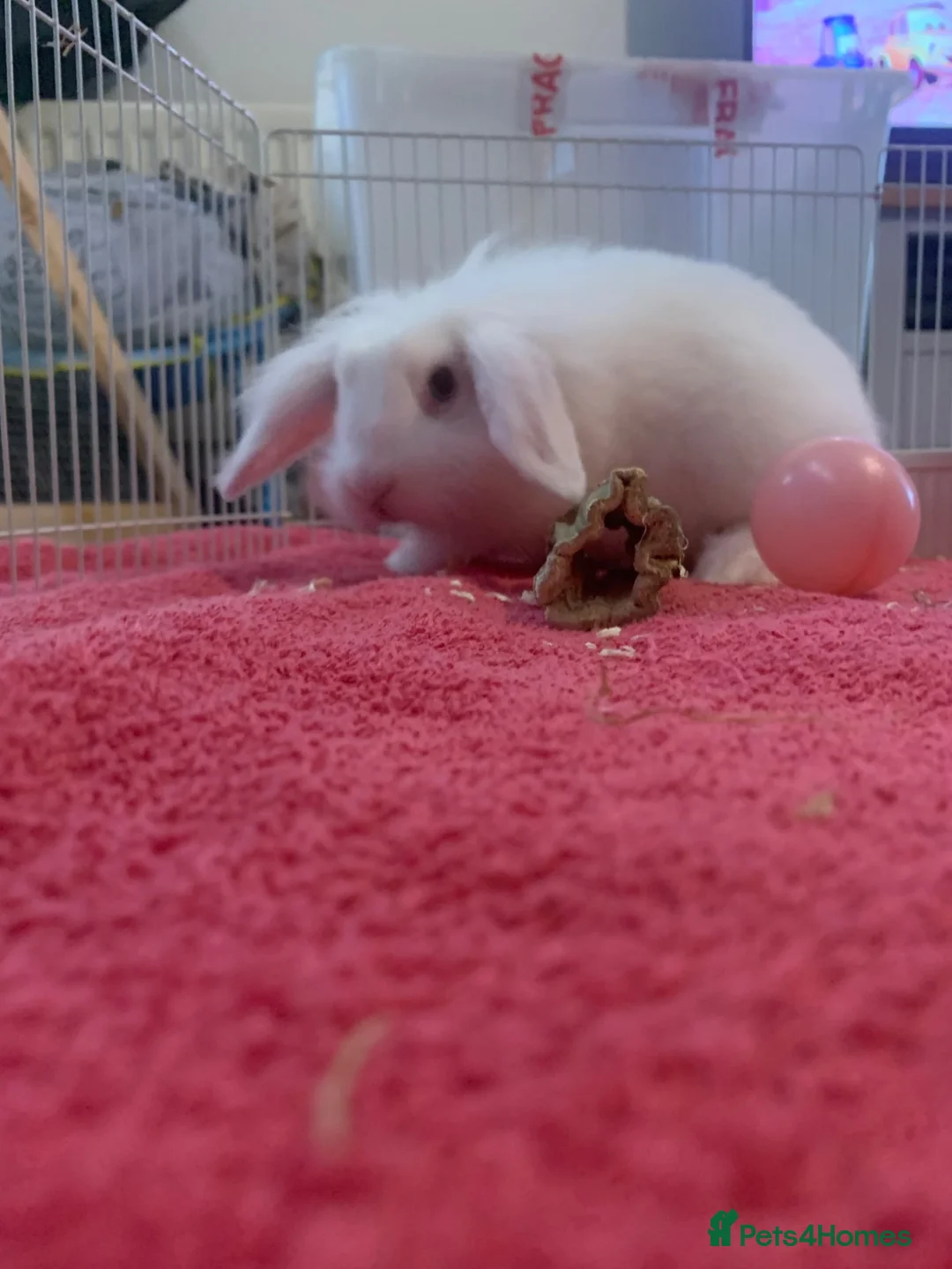 Mixed Breed rodents for sale: White Female lion lop  - Advert 1