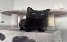 Bombay cats for sale: Urgent Bombay cat for sale  - Image 5