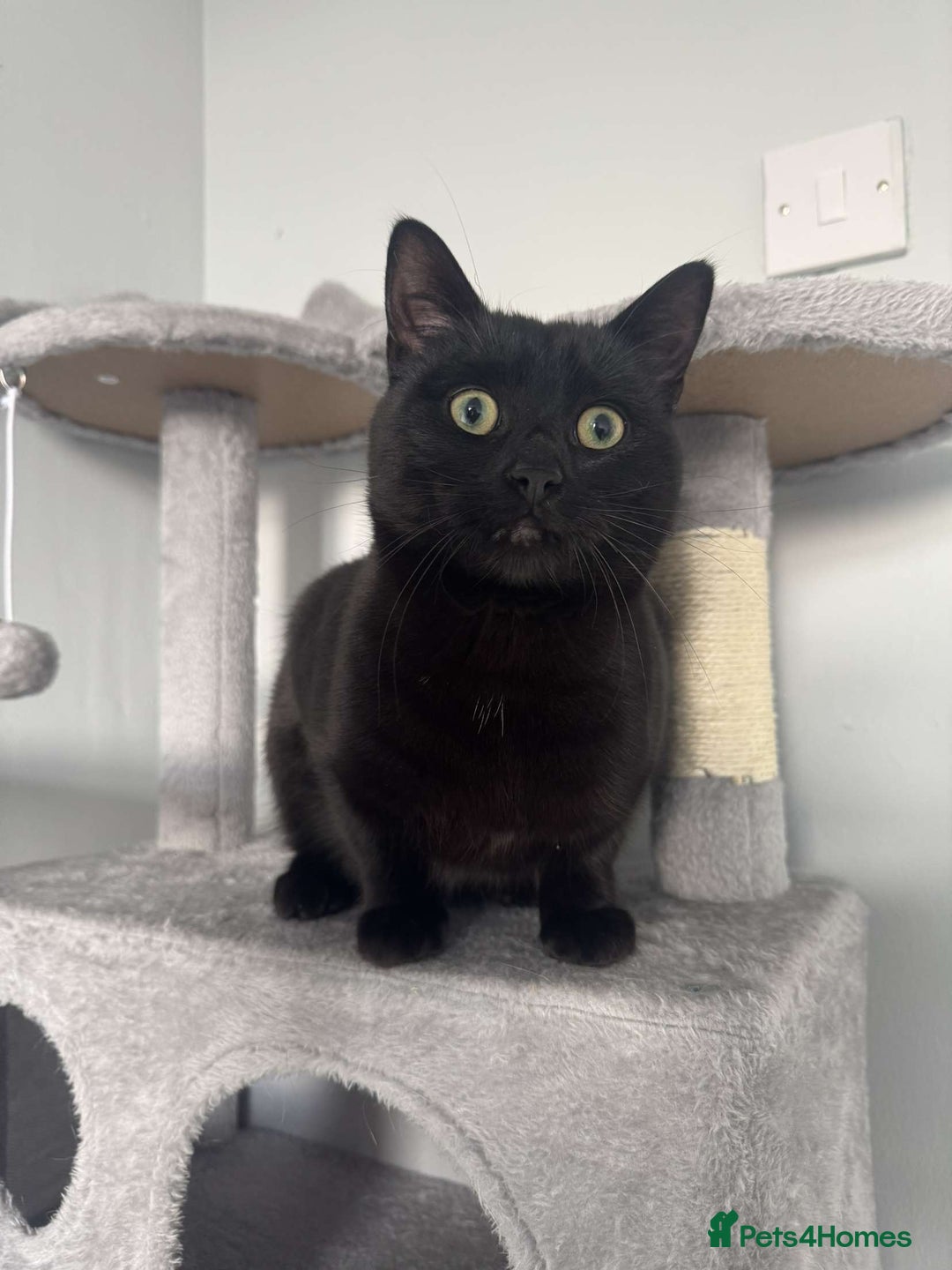 Bombay cats for sale: Urgent Bombay cat for sale  - Image 5