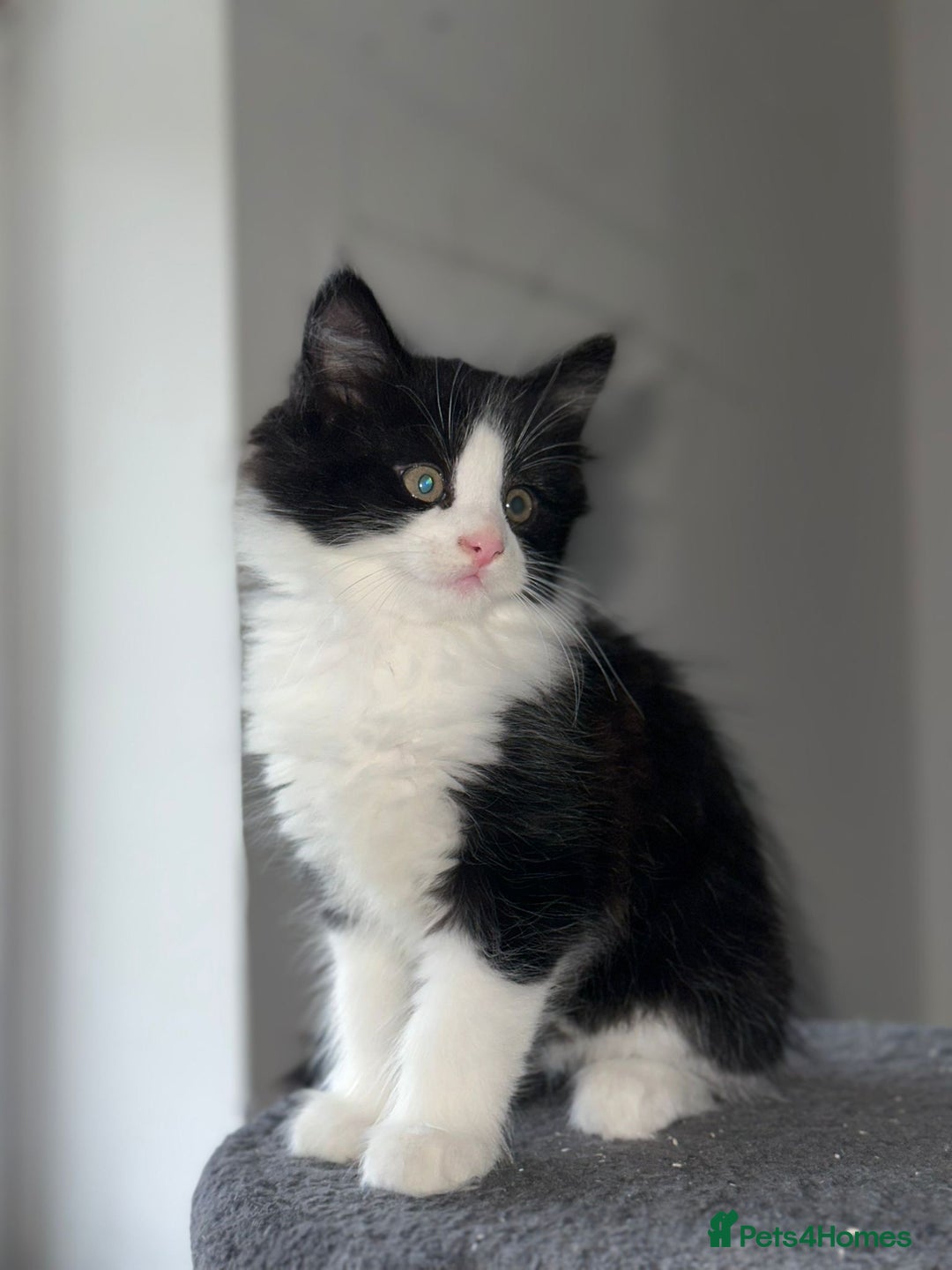 Mixed Breed cats for sale: 4 Maine coon kittens available now  - Advert 12