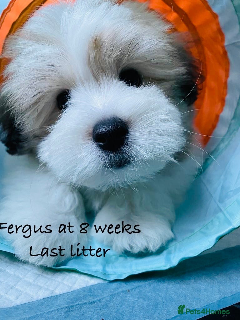 Coton De Tulear dogs KC reg Coton de Tulear parents DNA health tested  - Advert 6