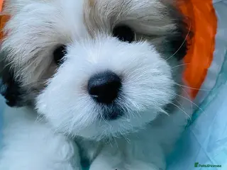 Coton De Tulear dogs KC reg Coton de Tulear parents DNA health tested - Advert 6