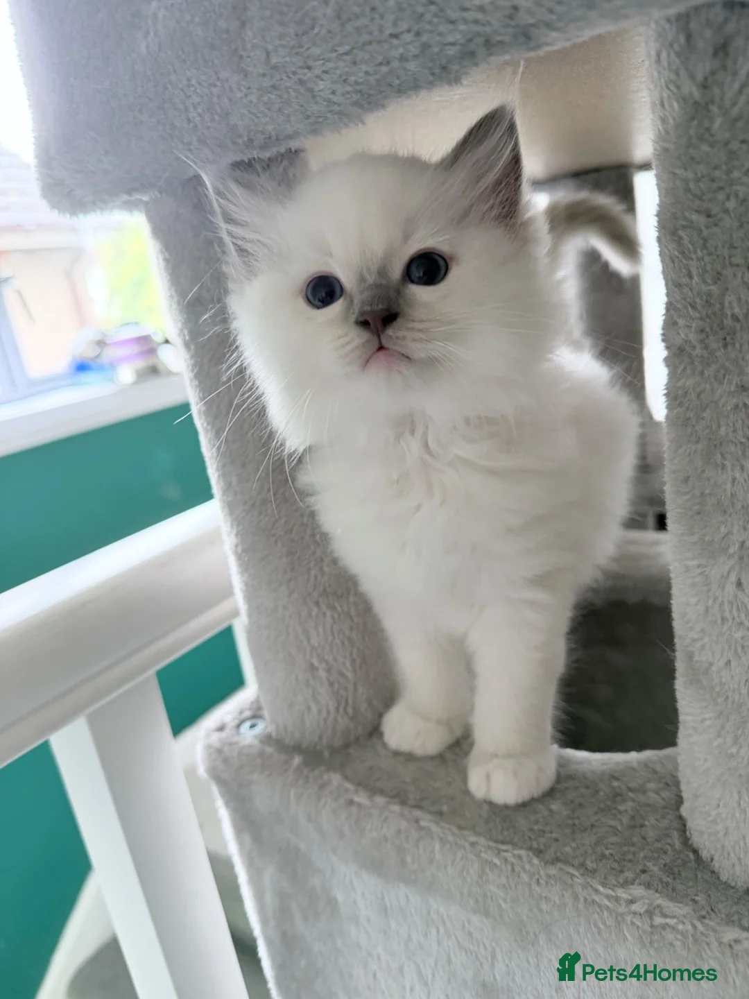 Ragdoll cats for stud: Gccf reg ragdoll lilac point .  - Advert 15