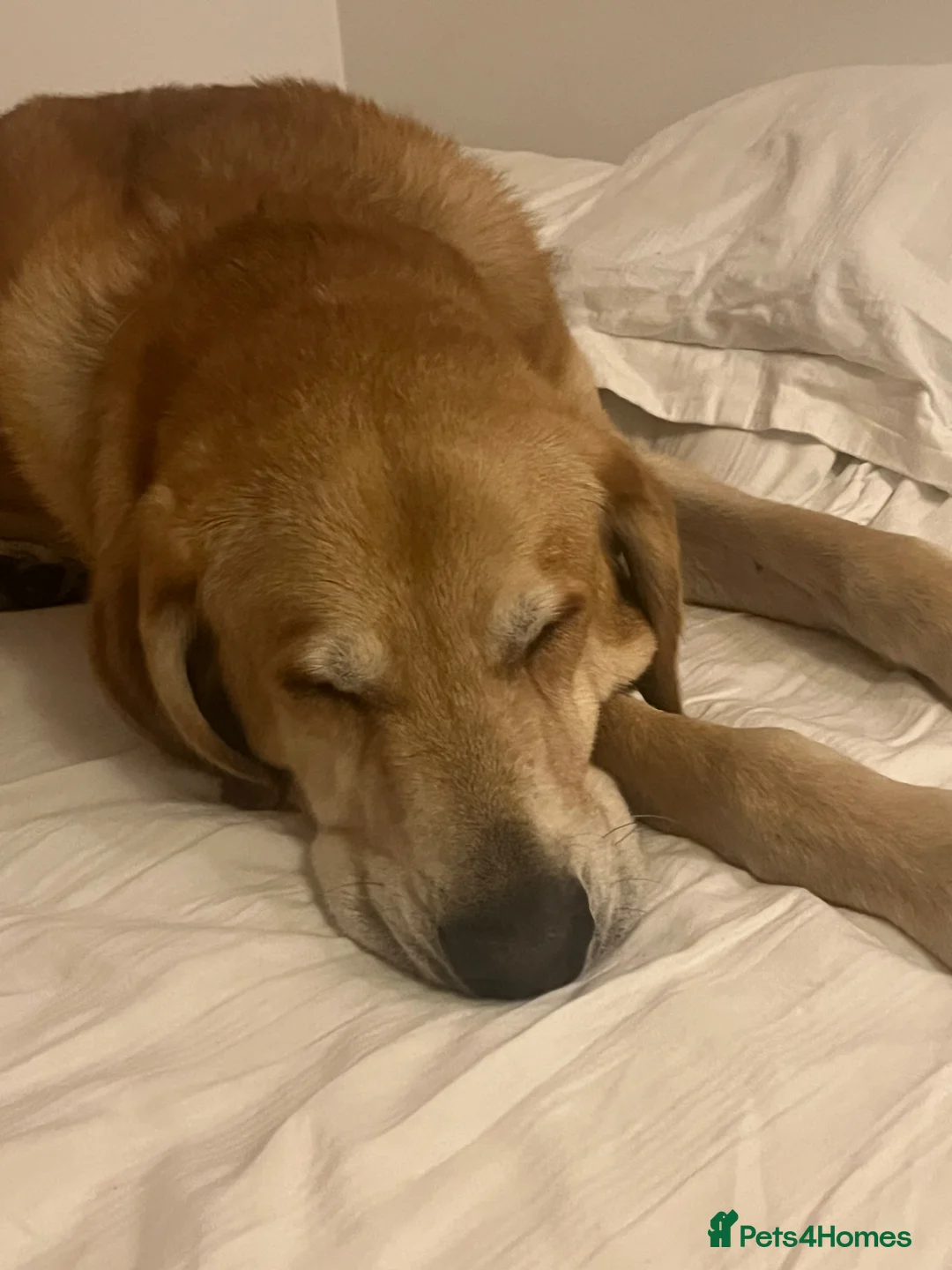 Mixed Breed dogs for sale: Diego - A Gentle Giant with a Giant Heart - Advert 6