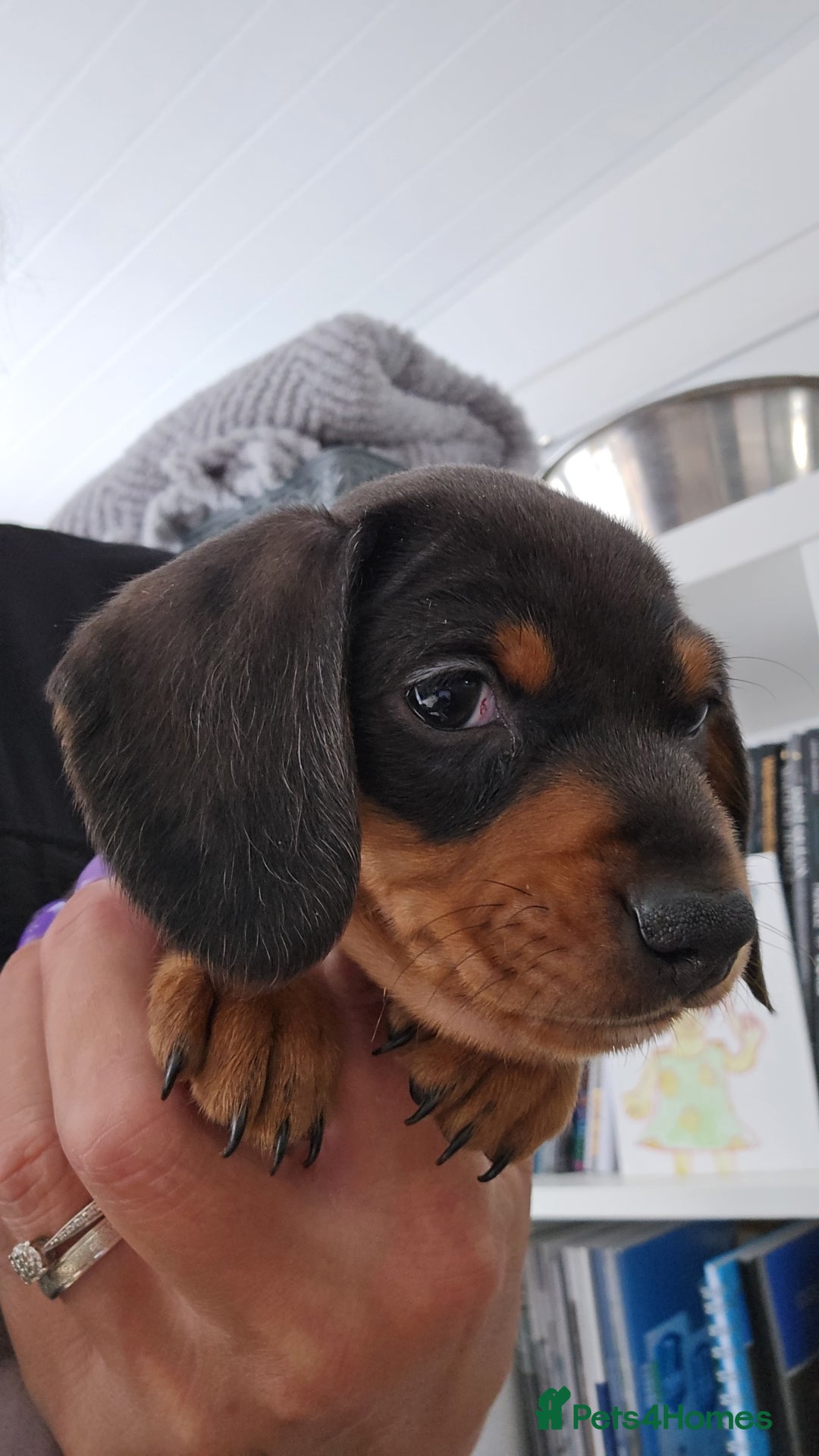 Miniature Dachshund dogs for sale: Stunning smooth haired babies - Image 5