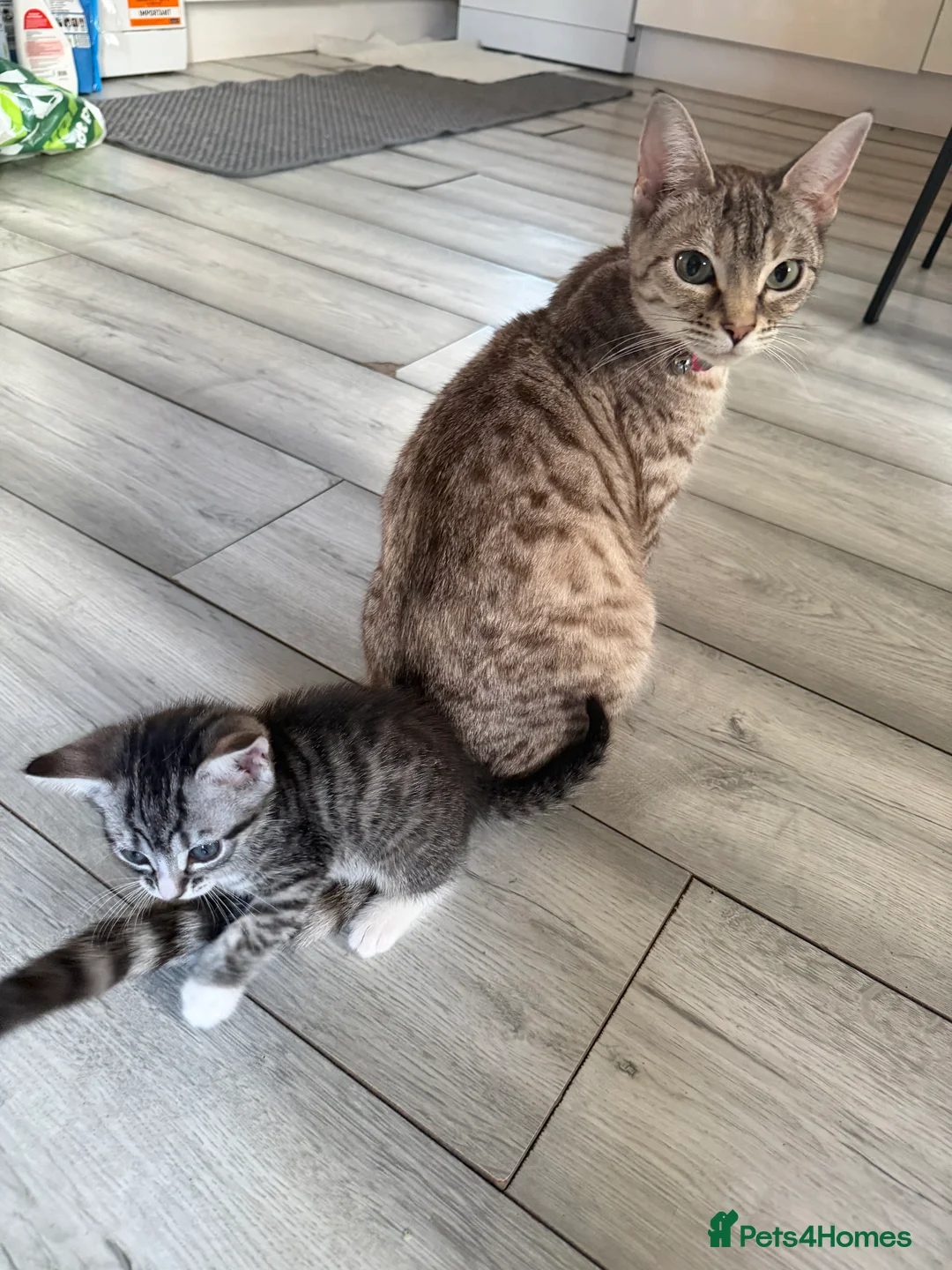 Bengal cats for sale: Beautiful baby kitten❤️ - Advert 2