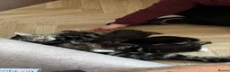 Mixed Breed cats for sale: Beautiful kitty’s looking for loving family’s  - Advert 5