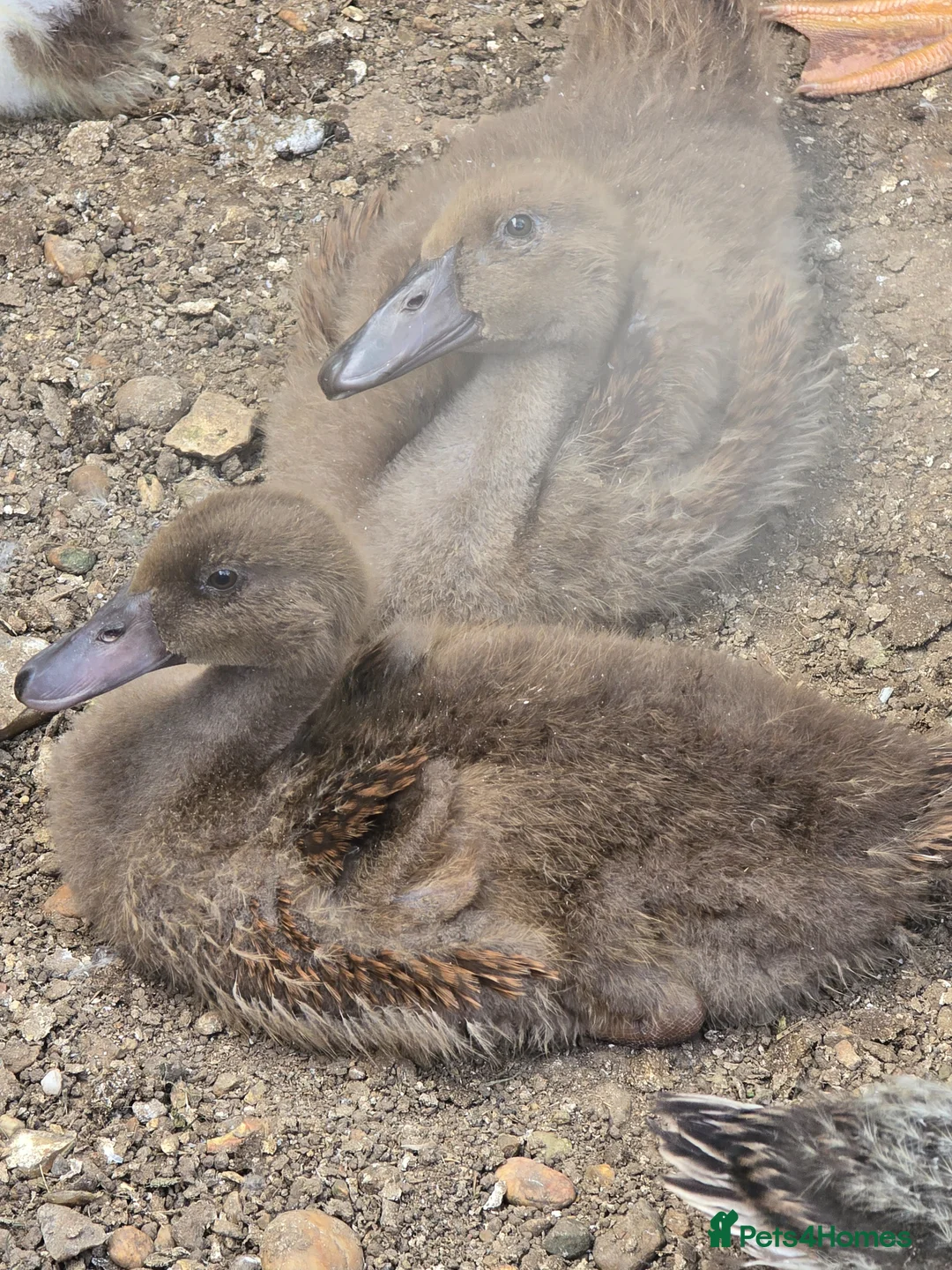 Ducks poultry for sale: Khaki Campbell ducklings  - Advert 2