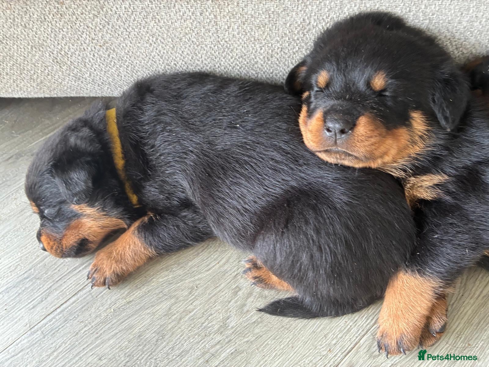 Rottweiler dogs Beautiful German bloodline Rottweiler puppies - Advert 5