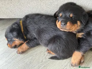 Rottweiler dogs Beautiful German bloodline Rottweiler puppies - Advert 5