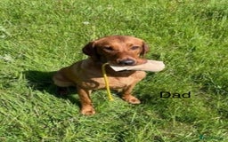 Labrador Retriever dogs for sale: Fox red Labrador puppies - Image 6