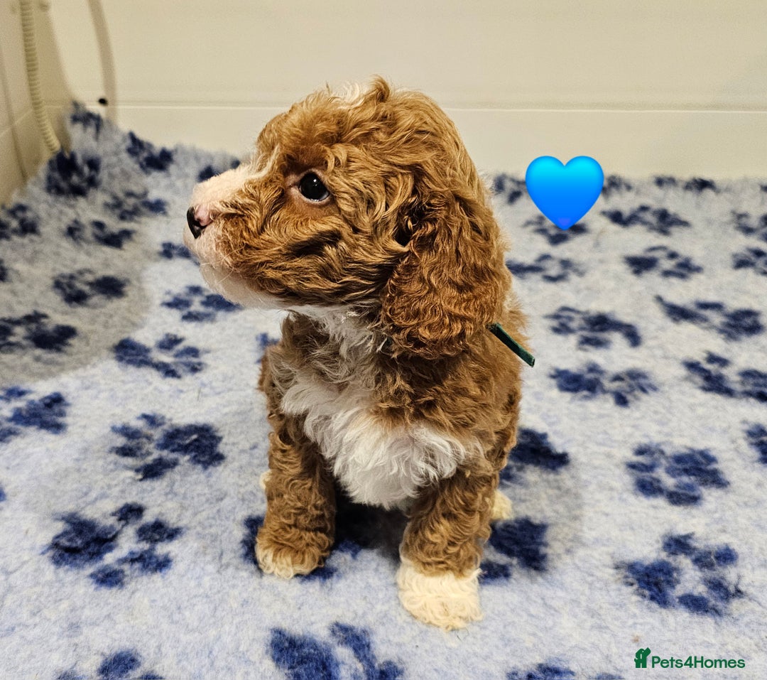 Australian Labradoodle dogs for sale: Stunning Miniature Australian Labradoodle pups - Advert 3