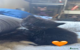 Mixed Breed cats for sale: Beautiful kittens for sale - Image 7