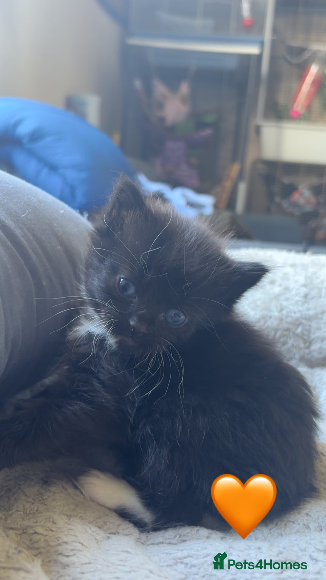 Mixed Breed cats for sale: Beautiful kittens for sale - Image 7