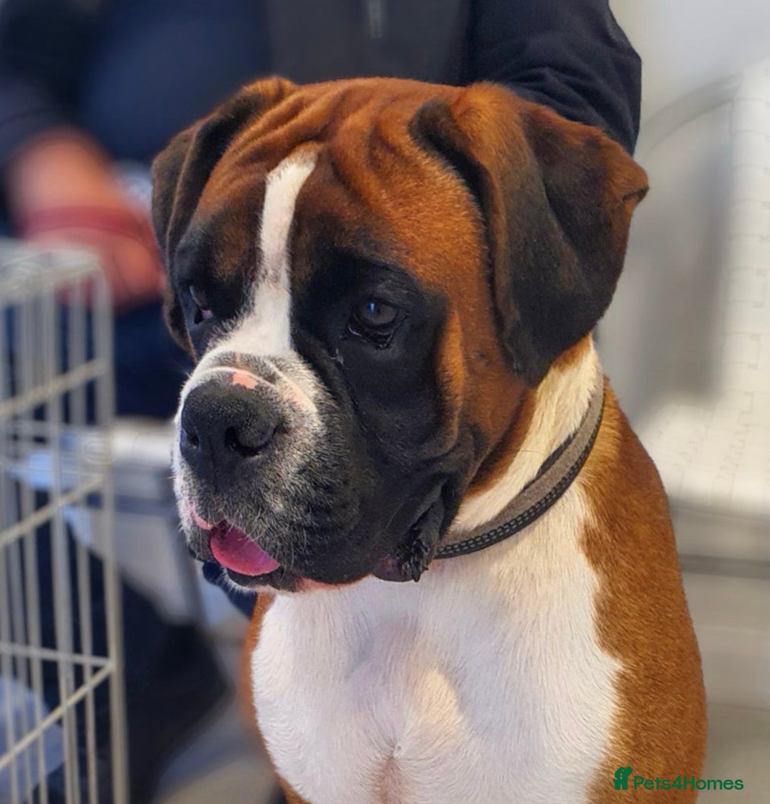 Boxer dogs for sale:  ⭐️ Fully health checked KC registered ⭐️ - Advert 17
