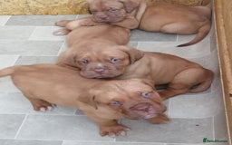 Dogue De Bordeaux dogs for sale: Gorgeous DOUGUE Babies - Image 12