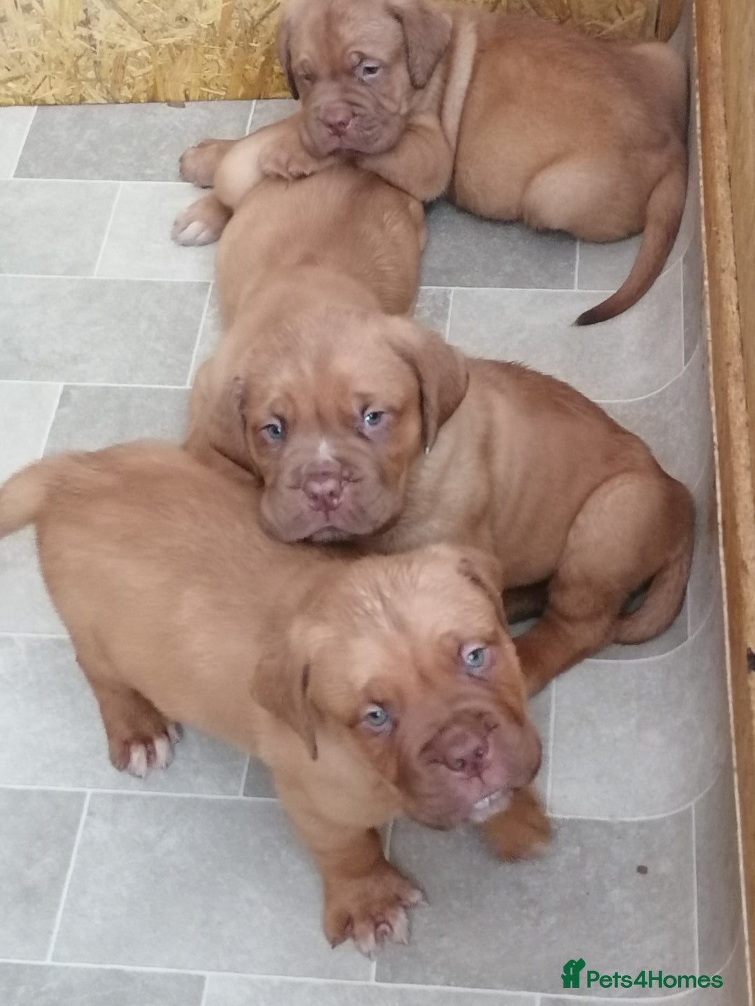 Dogue De Bordeaux dogs for sale: Gorgeous DOUGUE Babies - Image 12