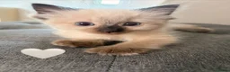 Ragdoll cats for sale: 🌸Fantastic 4 Ragdoll 🌸 Full of LoVe 🌸 - Advert 4