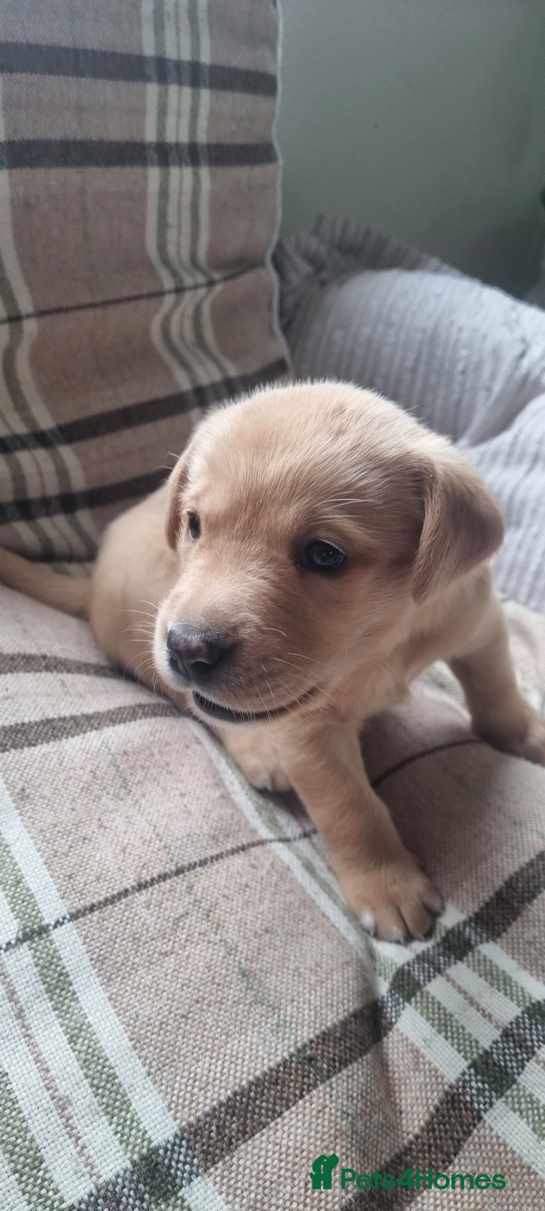 Labrador Retriever dogs for sale: Labrador puppies - Advert 5