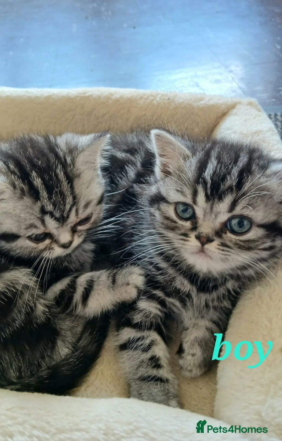 British Shorthair cats for sale: Bsh. Silver clasic tabby . - Advert 2