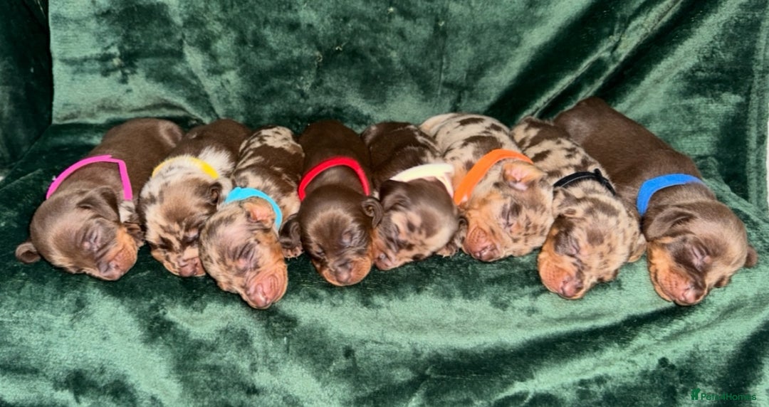 Miniature Dachshund dogs for sale: ‼️‼️Miniature Dachshund Puppies ‼️‼️ - Image 6