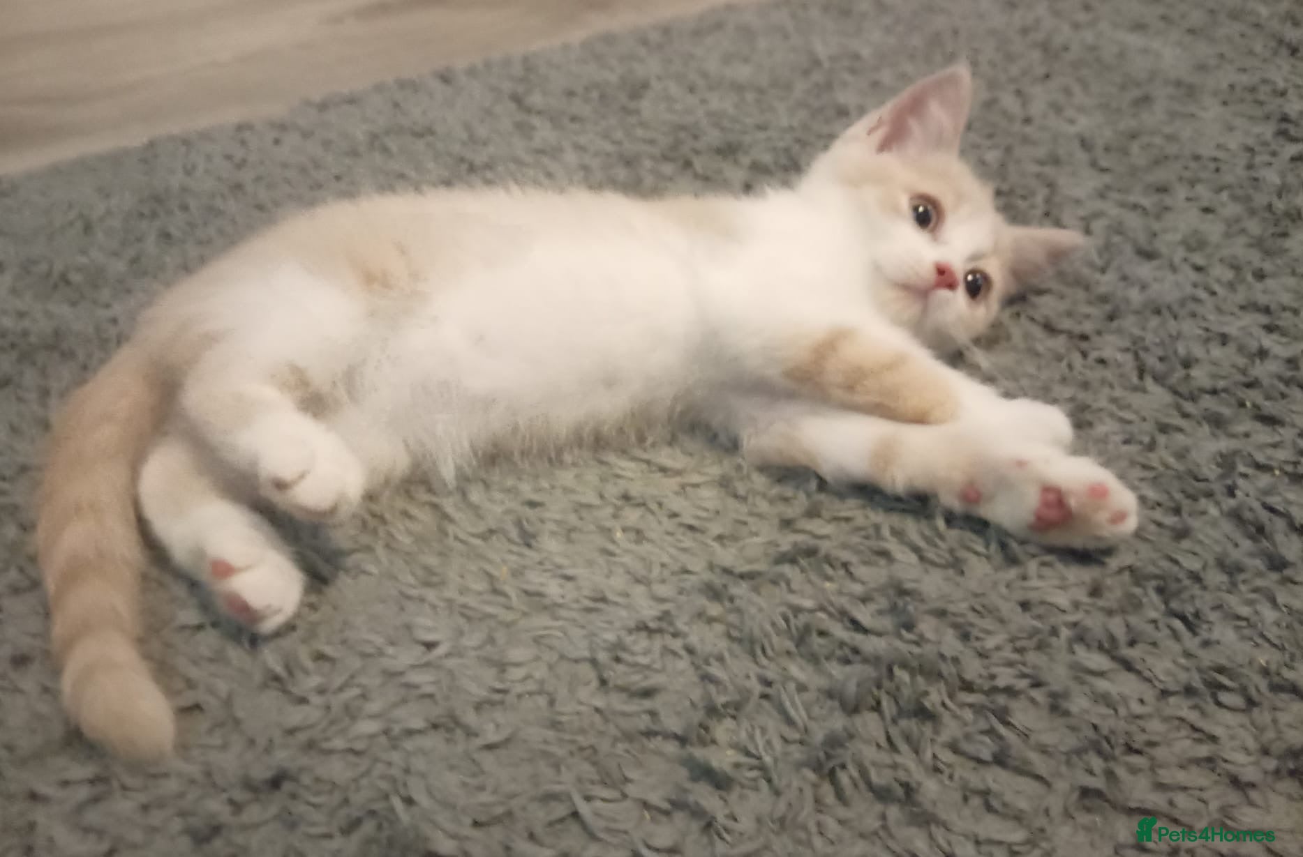 British Shorthair cats Stunning short haired kittens  - Advert 11