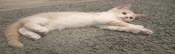 British Shorthair cats for sale: Stunning short haired kittens  - Advert 1