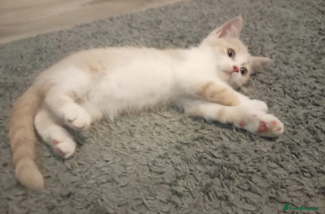 British Shorthair cats for sale: Stunning short haired kittens  - Advert 1