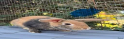 Harlequin rabbits for sale: Harlequin rabbits ready to go! - Advert 3
