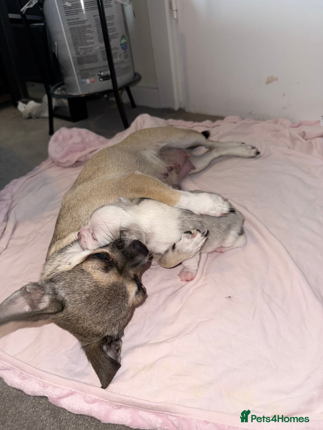 Chihuahua dogs for sale: ONE MALE LEFT READY FROM 3rd September - Image 10