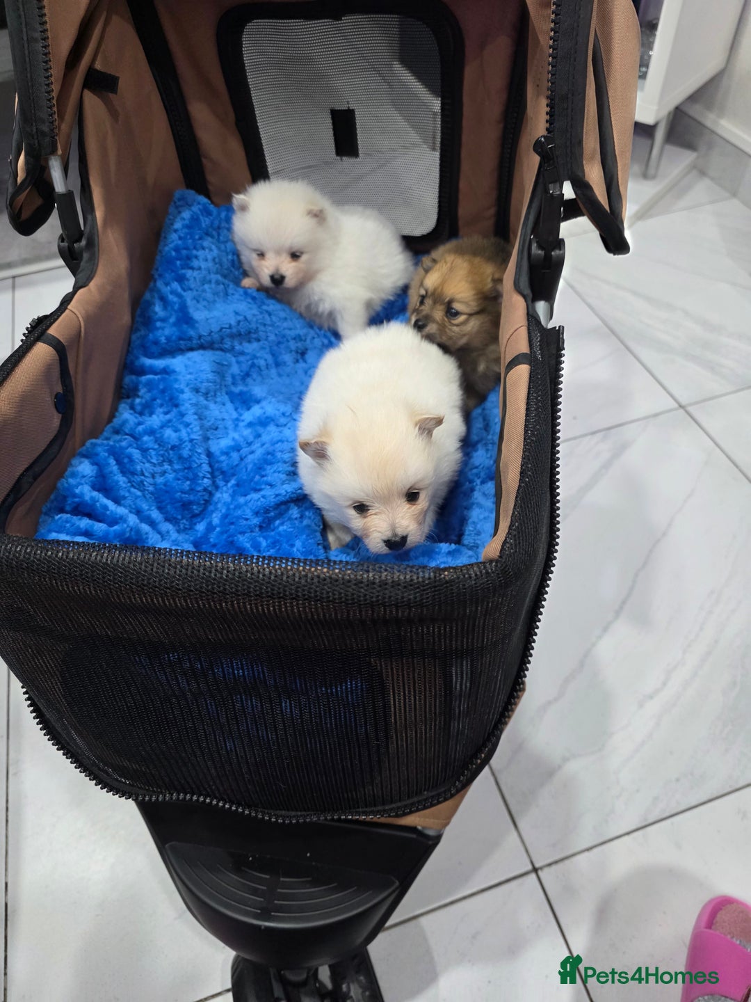 Pomeranian dogs for sale: Fluff balls so cute active pom pups - Advert 9