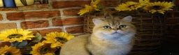 British Shorthair cats for stud: Love Bug NY12 for Stud Duties ONLY in Alton - Advert 6