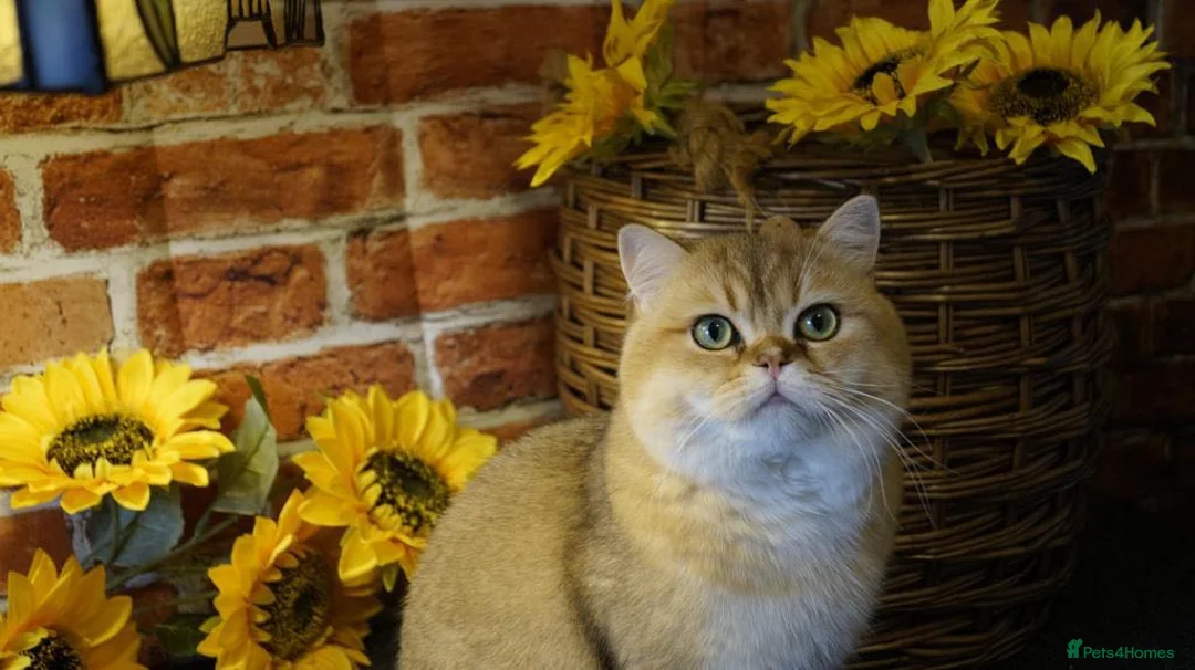 British Shorthair cats for stud: Love Bug NY12 for Stud Duties ONLY in Alton - Advert 6