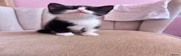 British Shorthair cats for sale: British Shorthair Ragdoll Kittens - Advert 9