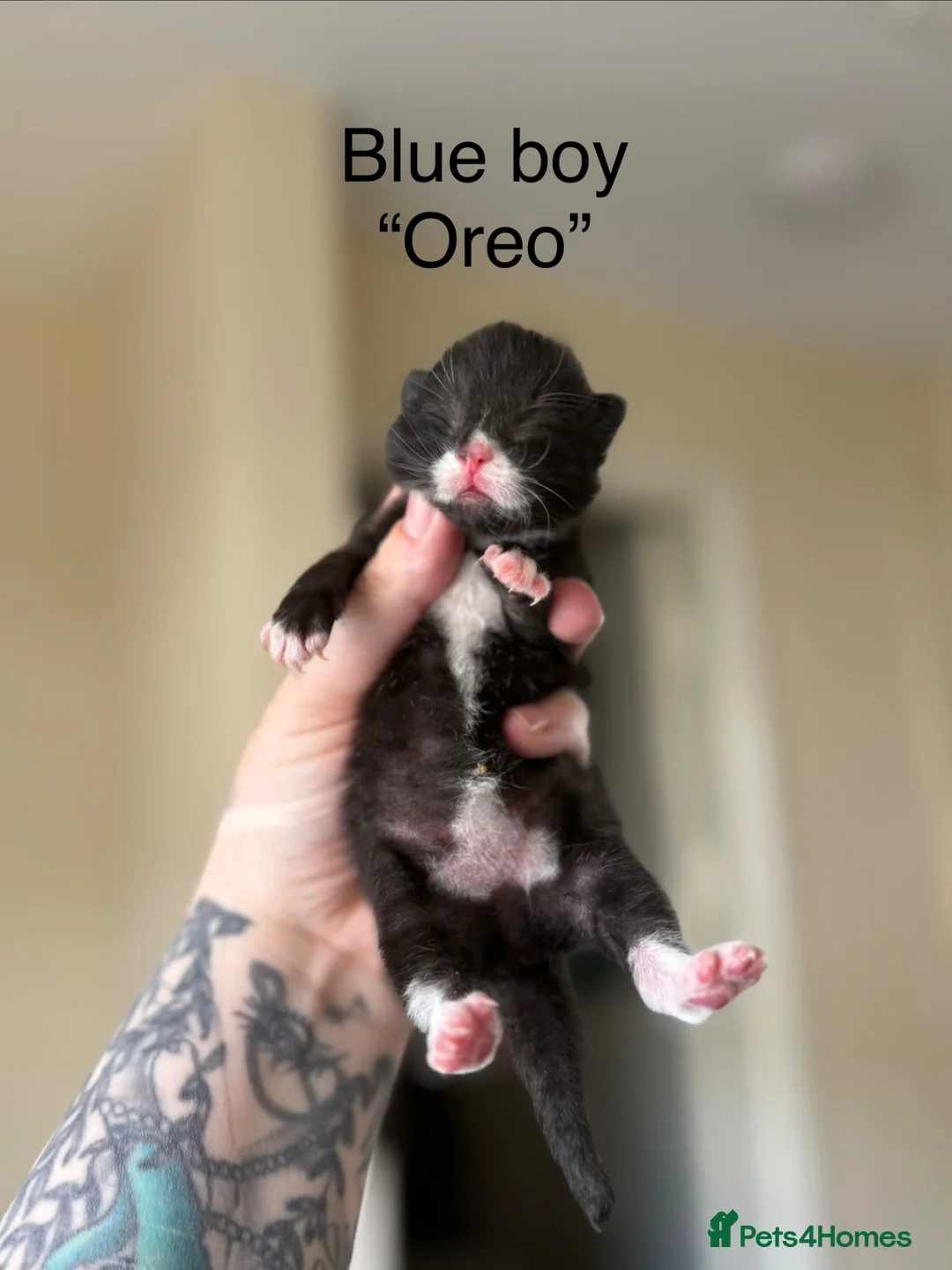 Domestic Shorthair cats for sale: 4 Stunning Baby Kittens – Ready to reserve  - Advert 2