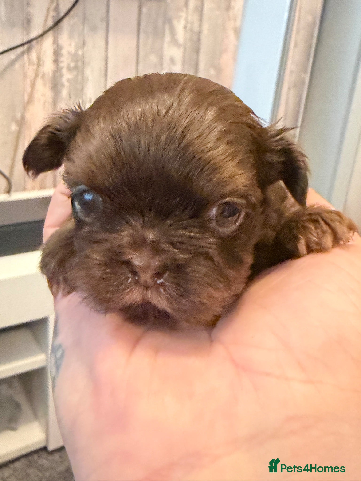 Shih Tzu dogs Karashishi Full KC imperial Shih-Tzu pups for sale - Advert 1
