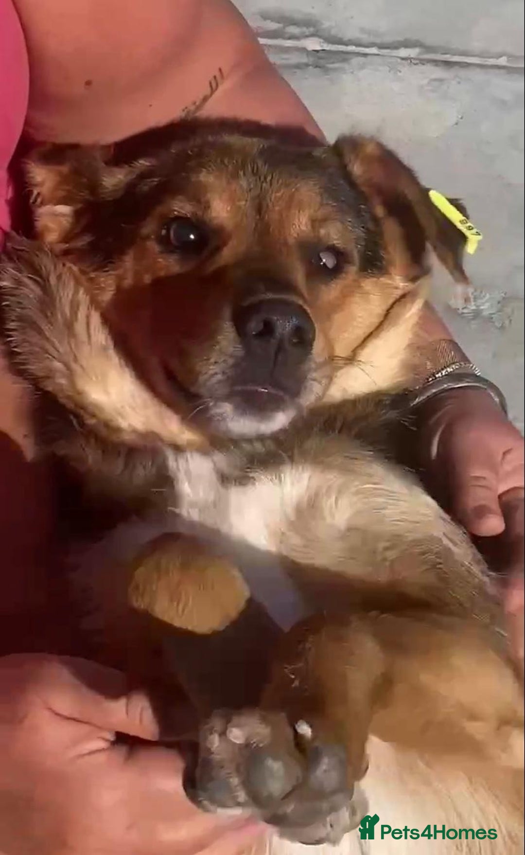 Mixed Breed dogs for adoption: Pitch & Peggy, 5 yrs. Available for adoption. - Advert 6