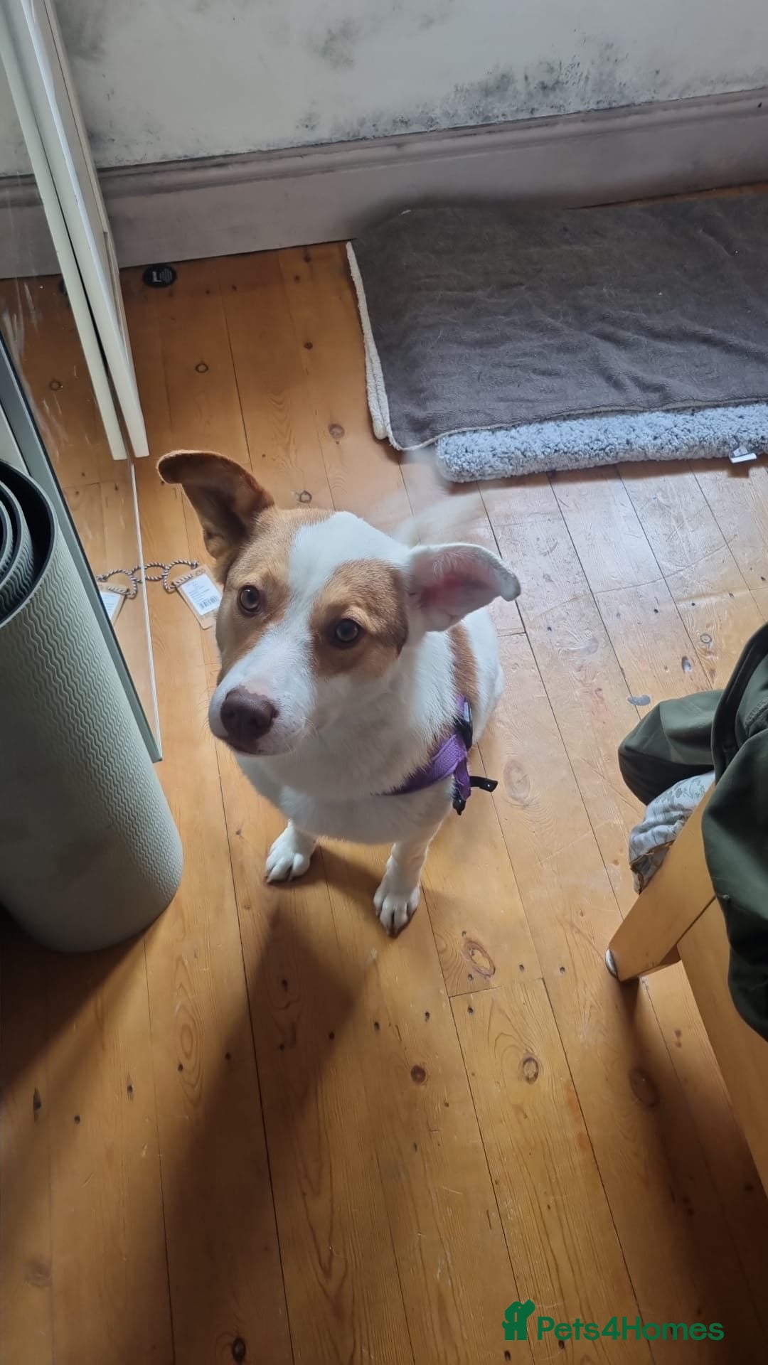 Mixed Breed dogs ❤️🐶 LILA – NOT FOR A BUSY HOME - Advert 2